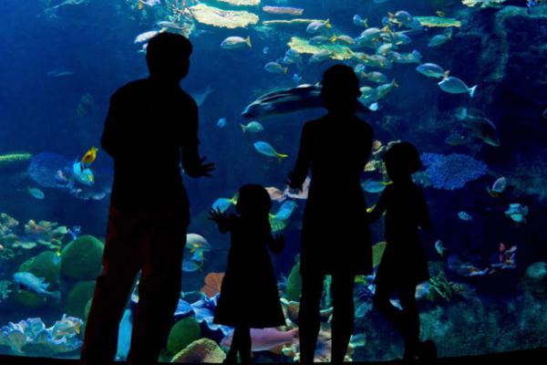 A family standing in front of a large aquarium